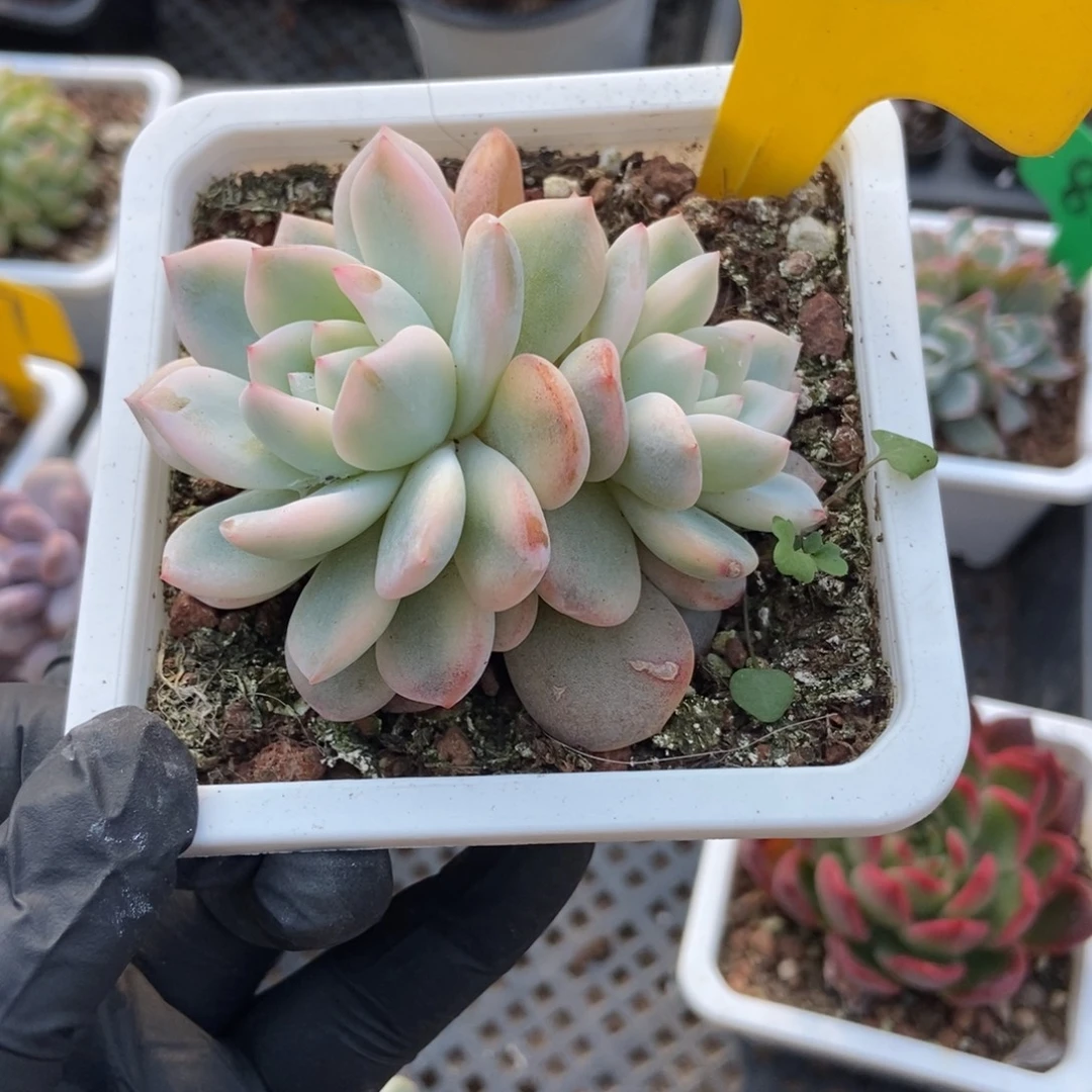 875梦露锦多肉植物