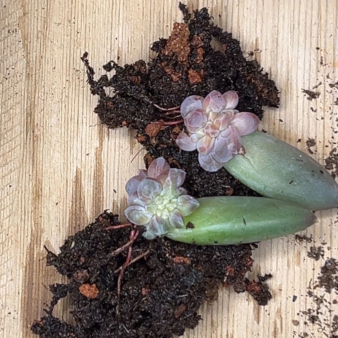 鱼****鱼姐 雪黛丽 寄养