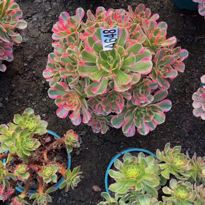 初恋法师25-44包邮花花