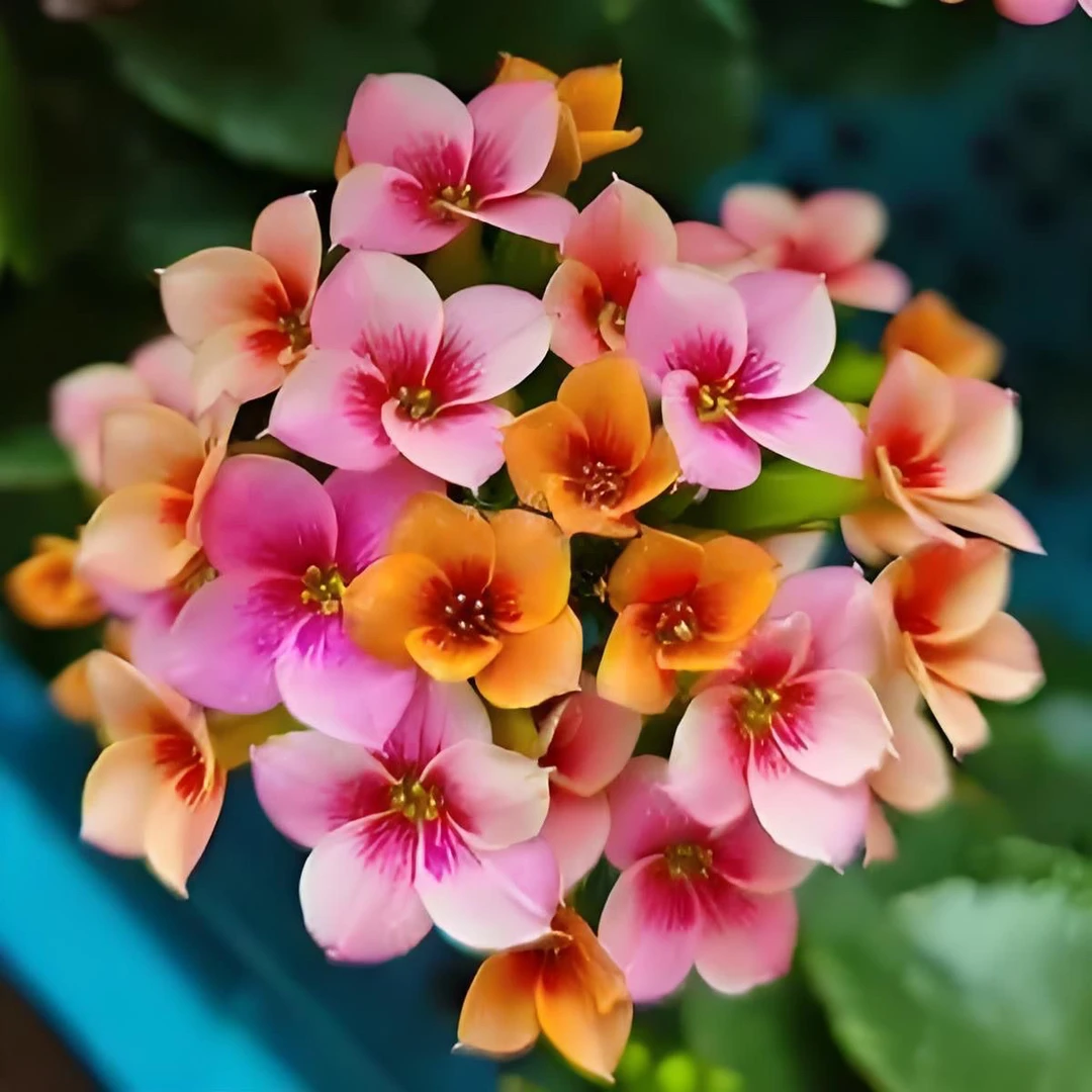 新品彩色猫眼单瓣艾登长寿花110盆