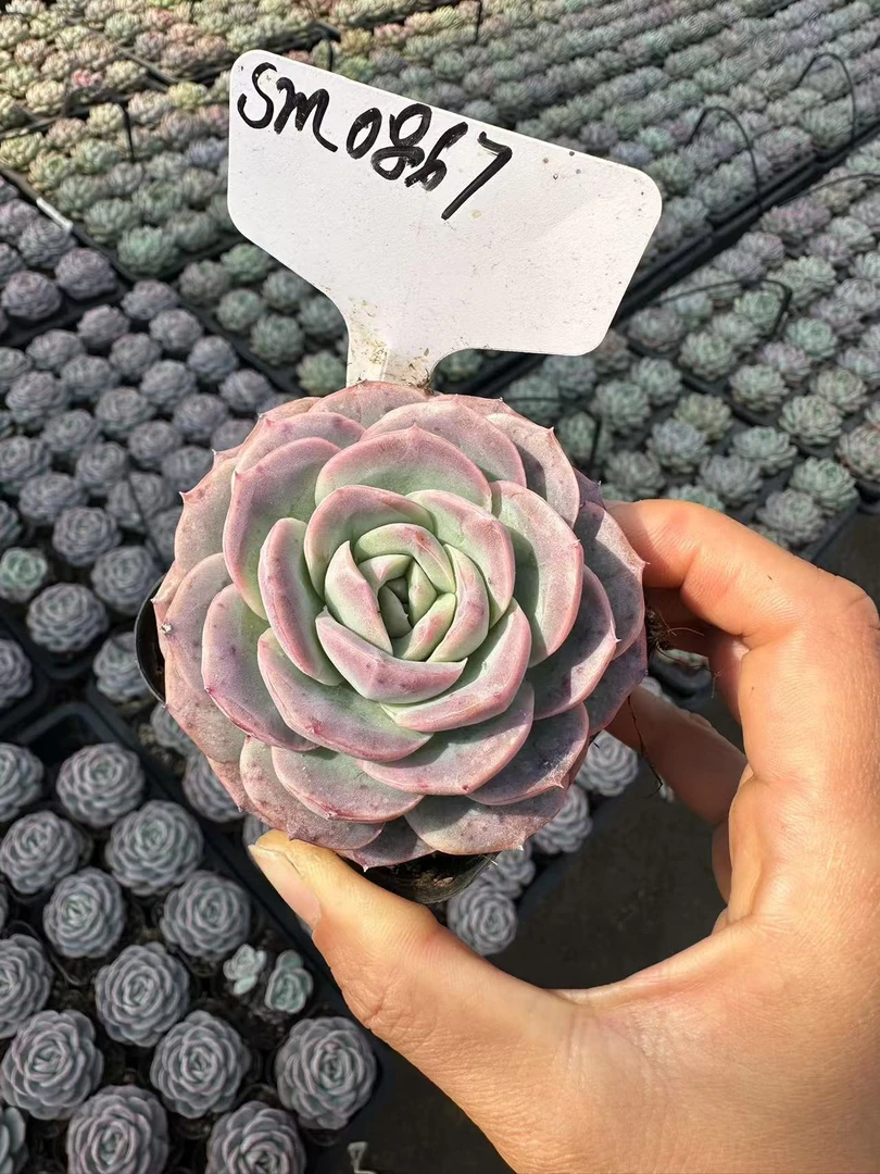 7#梦幻玫瑰多肉植物前男友精品多肉SM867