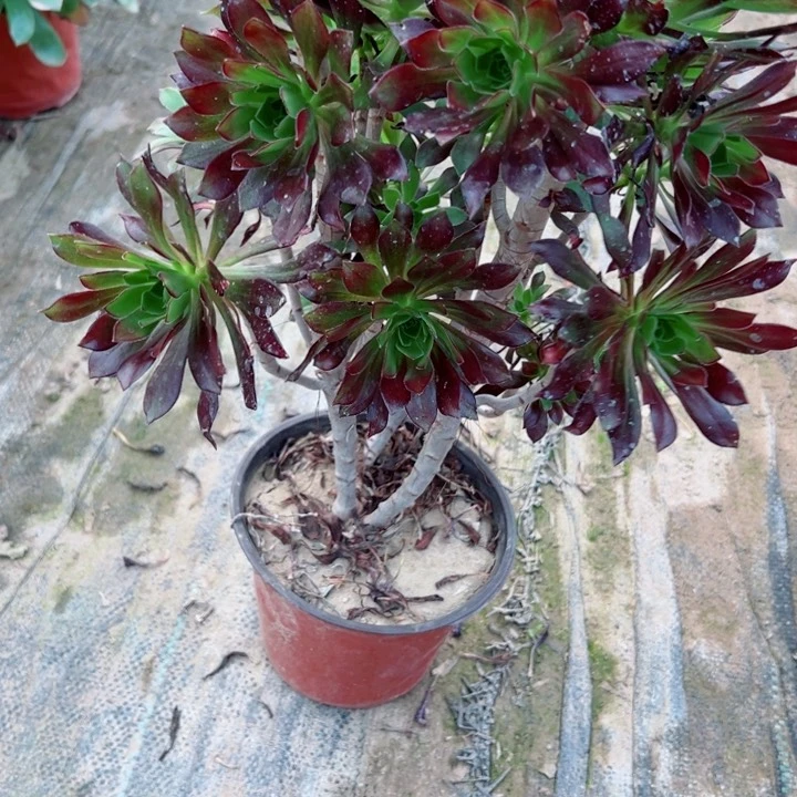 751黑法师多肉植物