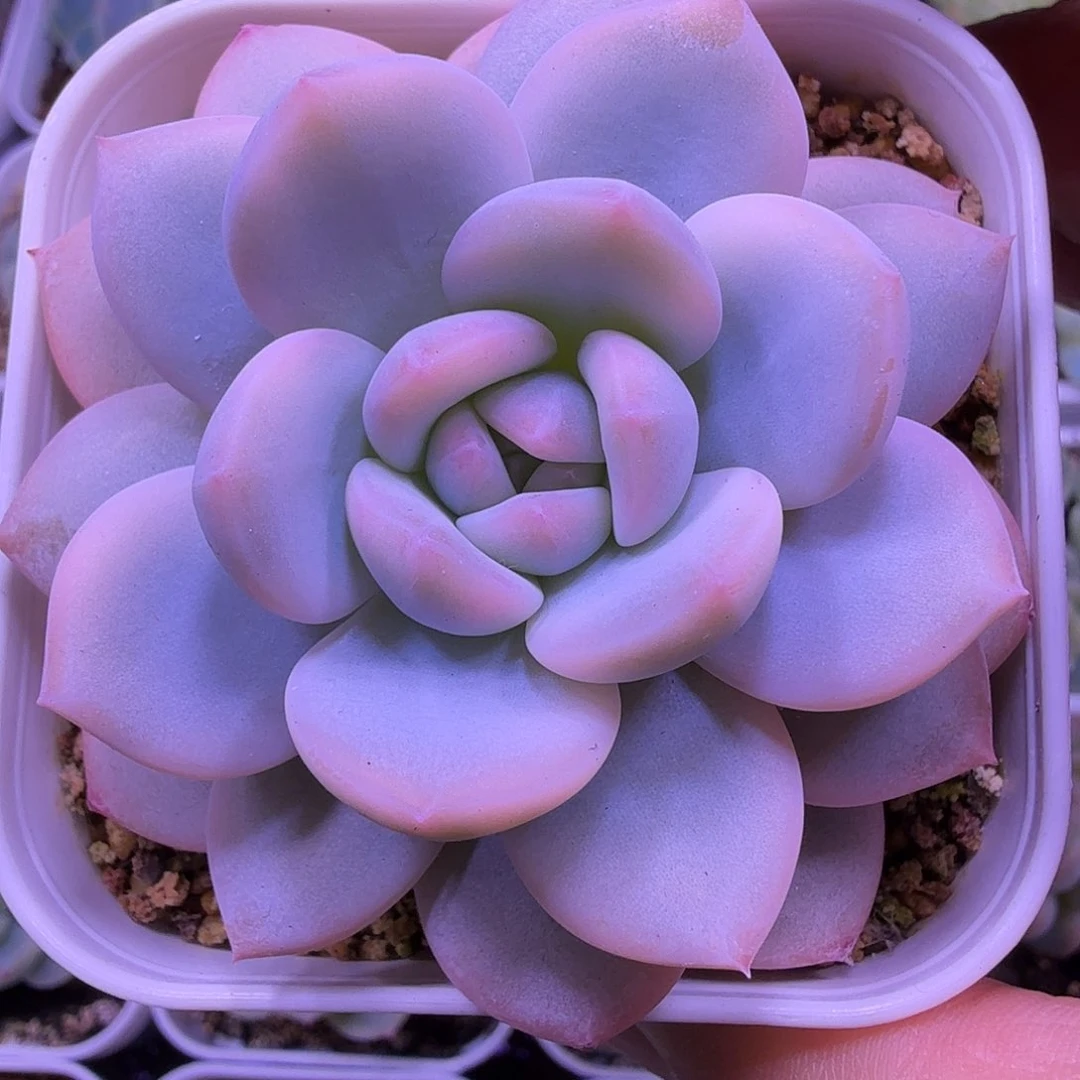 精控梦露锦一物一拍