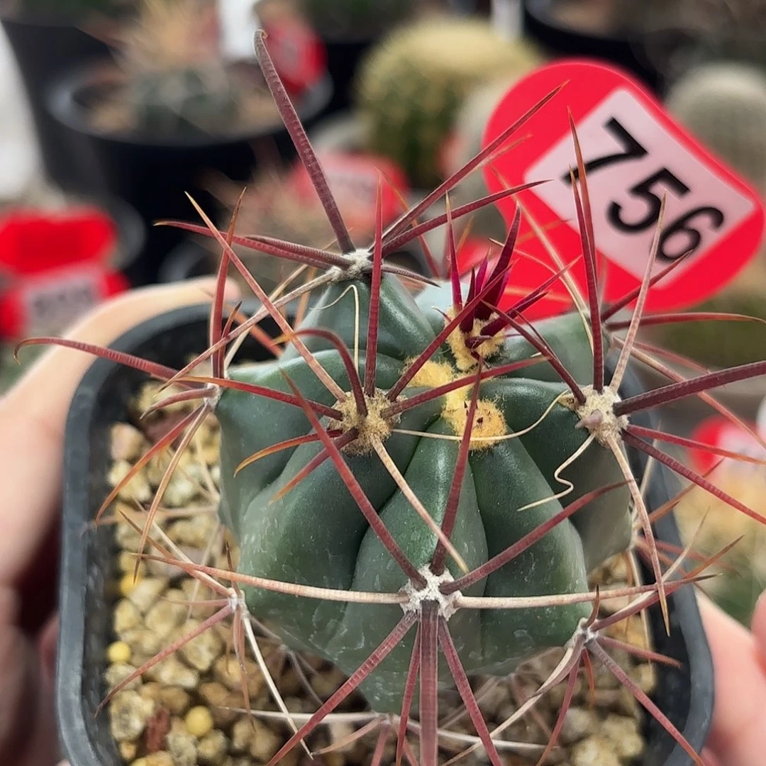 仙人球实生刈穗玉