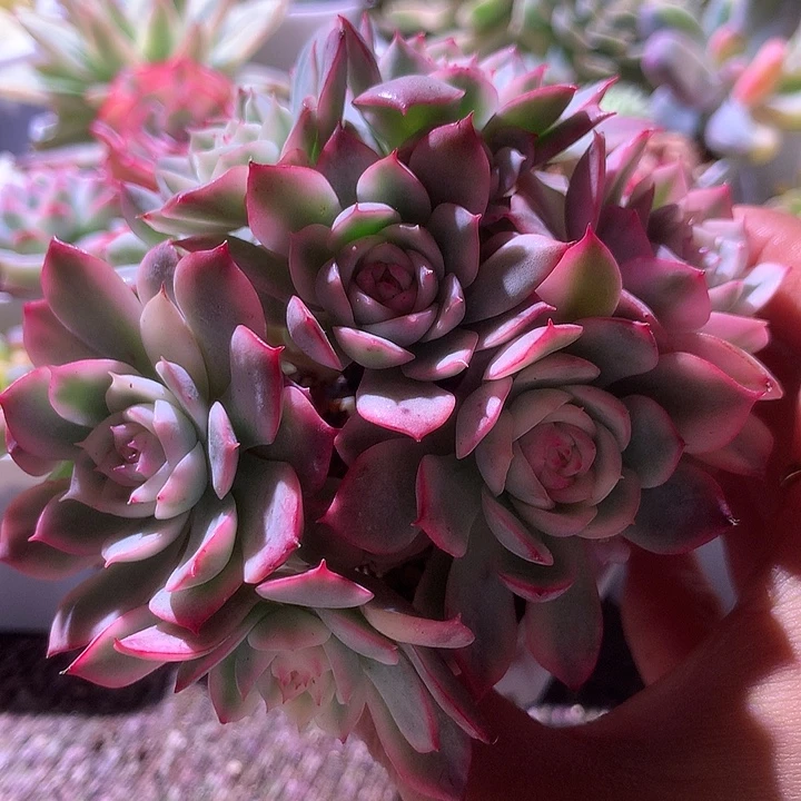 粉水晶群生有根有