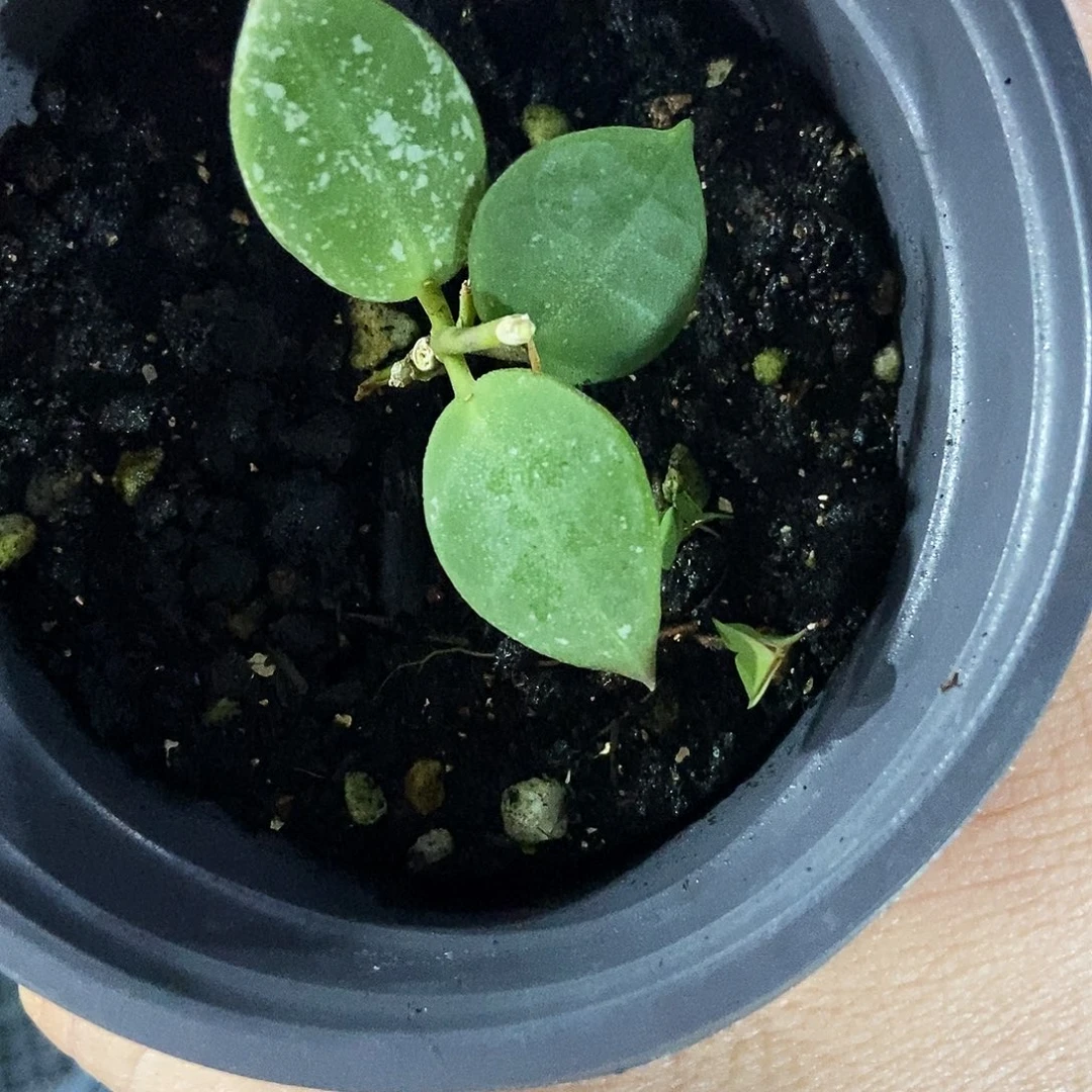 完全开放加约球兰60