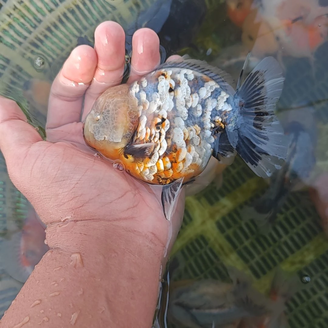 硬鳞麒麟泰狮金鱼