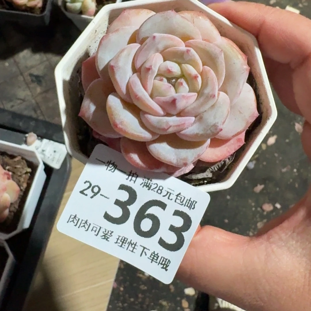 奶芙无盆土发货无