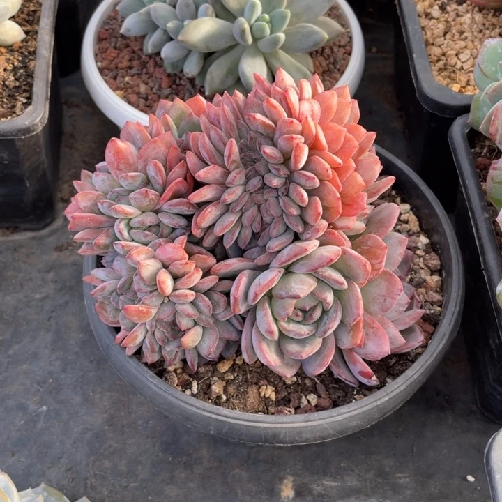 【闪购商品】全明星