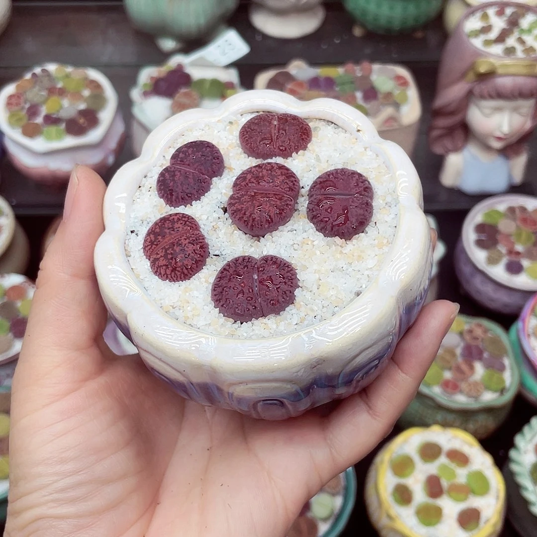 生石花18包邮0702-83