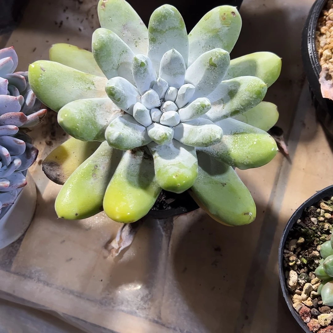 守***候拇指群生多肉植物