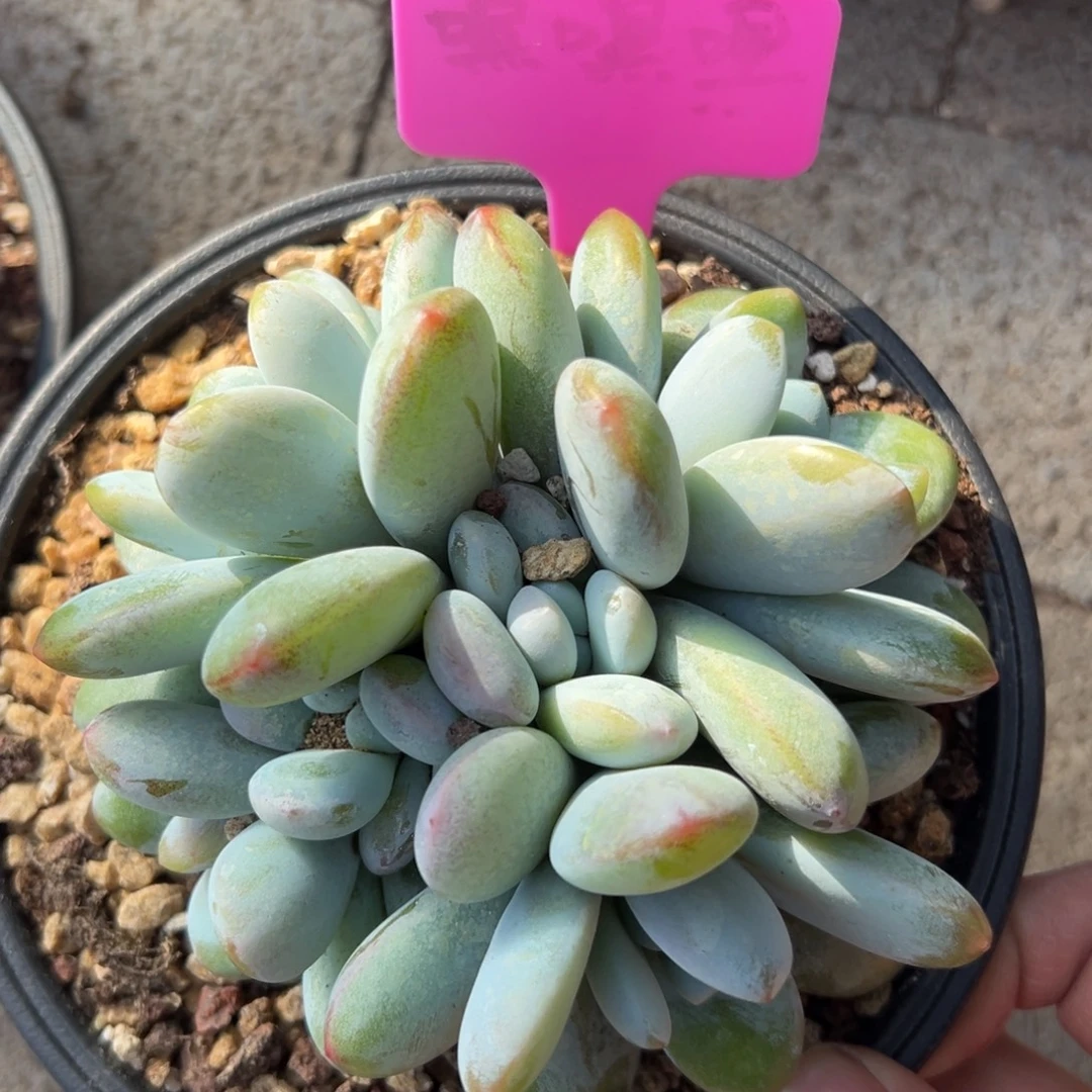 雪美人1111111111111