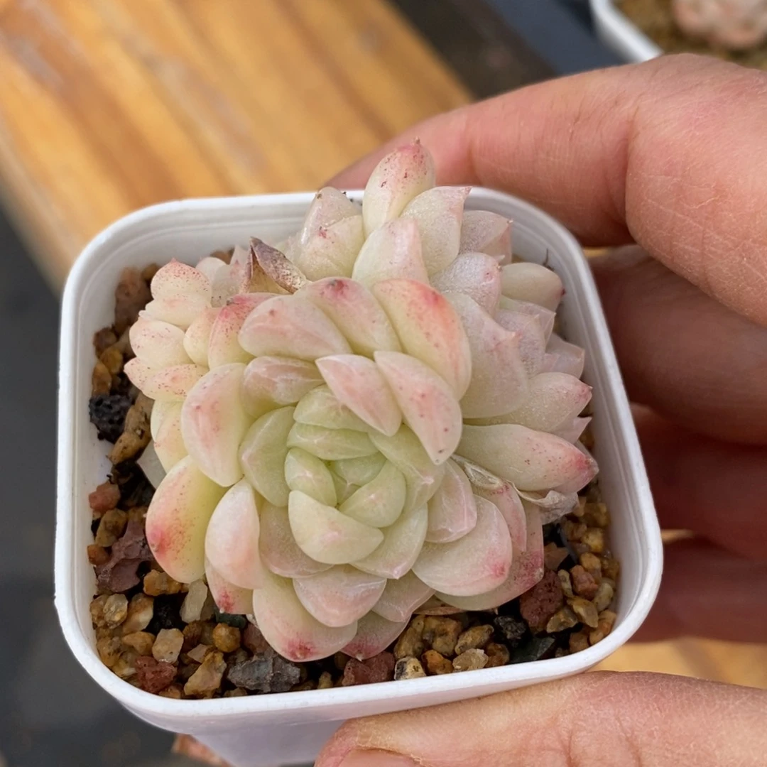 精品多肉一物一拍不包整118