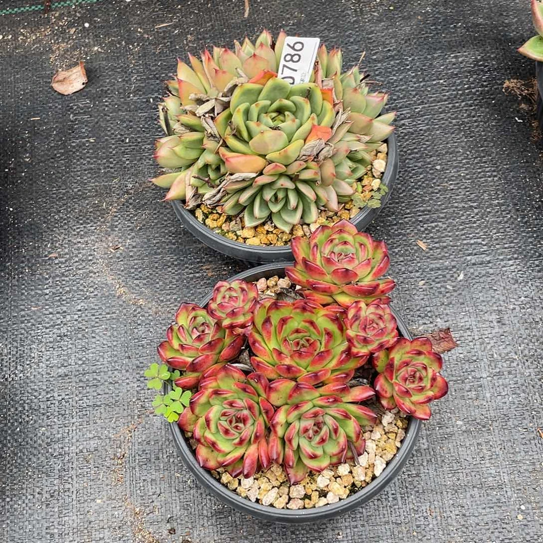 若如东云组拍D786