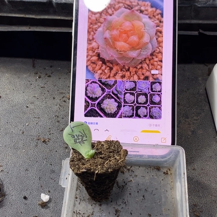 穴盘甜心橙甜心芽苗一个