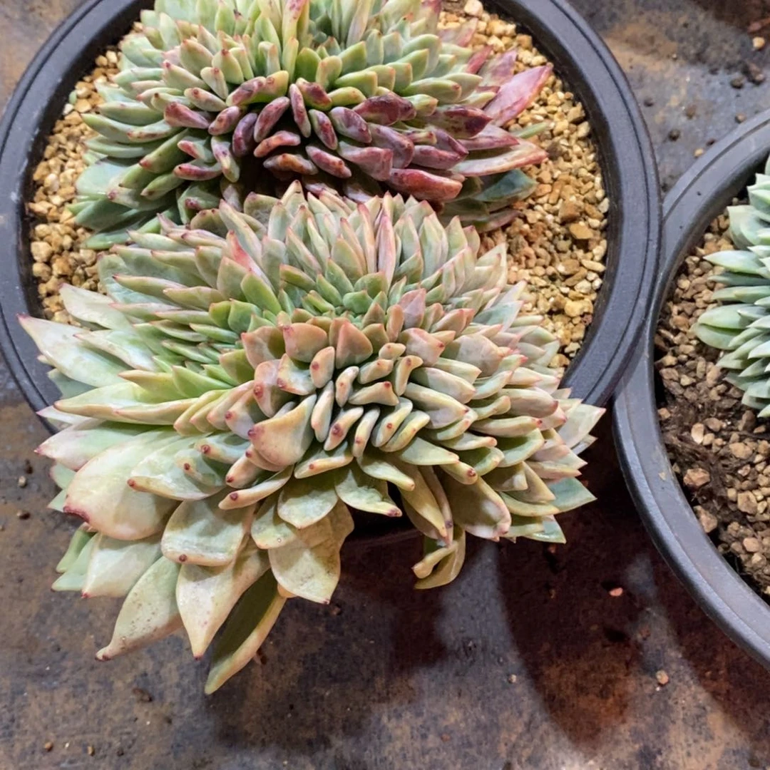 六****香槟缀化多肉植物寄养