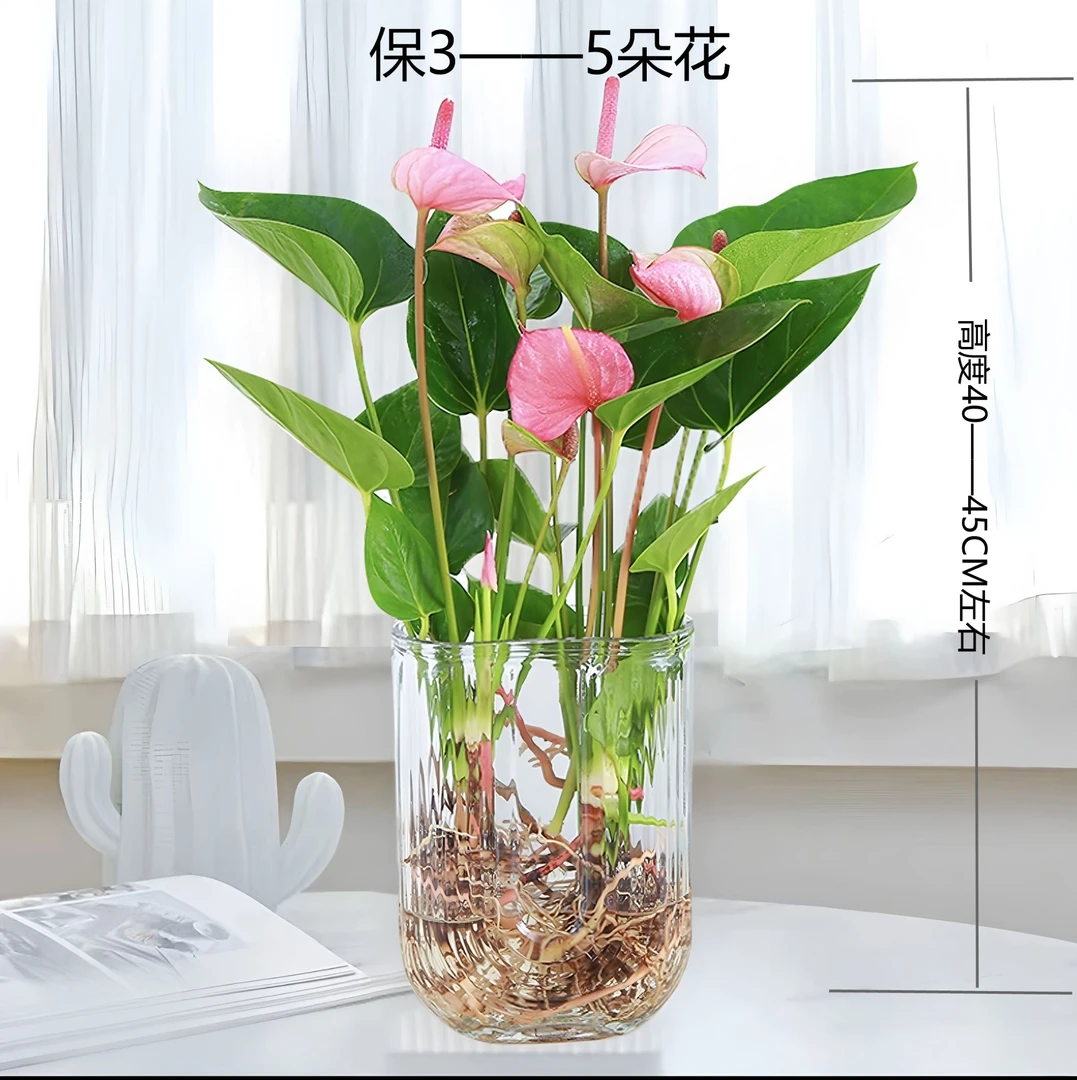 【4---6朵】朝花夕水培粉掌盆栽带花美观适合桌面室内摆放的绿植