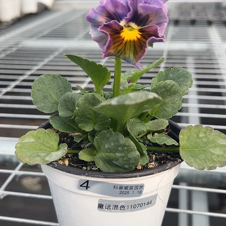 红陶抖音直播闪拍4