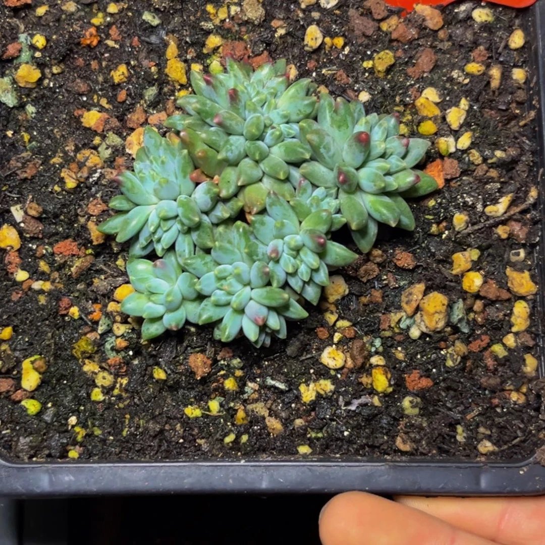 唉***姣0018下午多肉植物群生