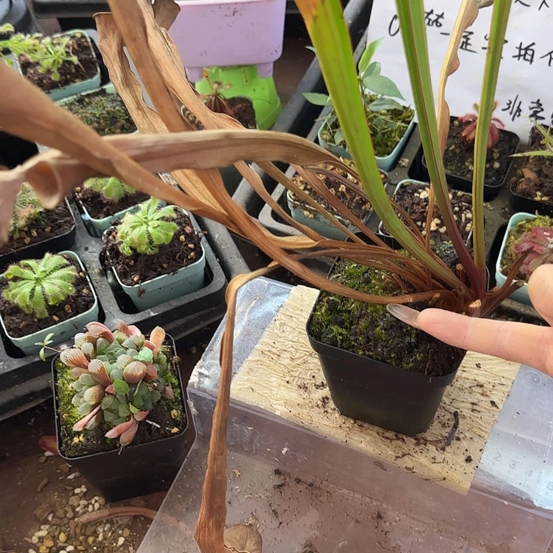 劳***帝无花朵帝王瓶子草