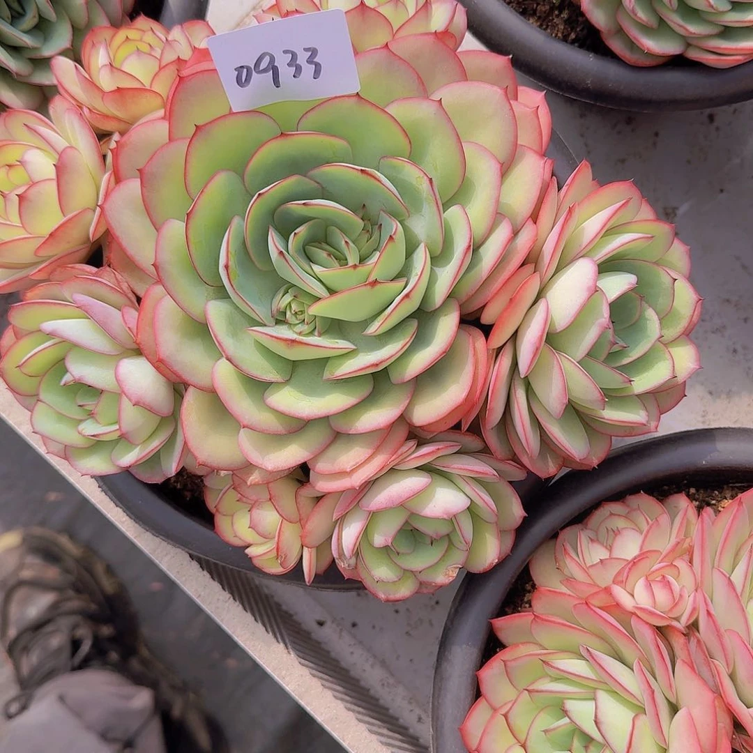 吴0933牡丹亭多肉植物