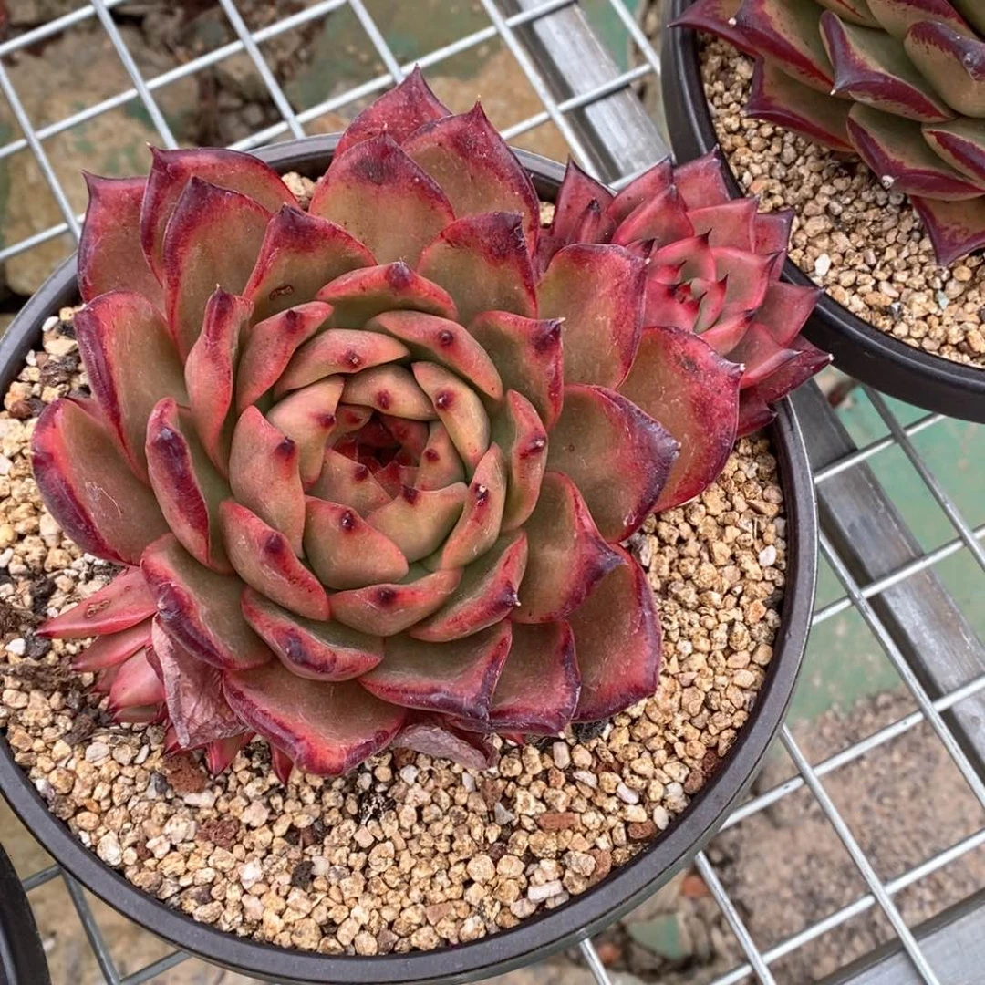 花****熊红钻B-25.2.7