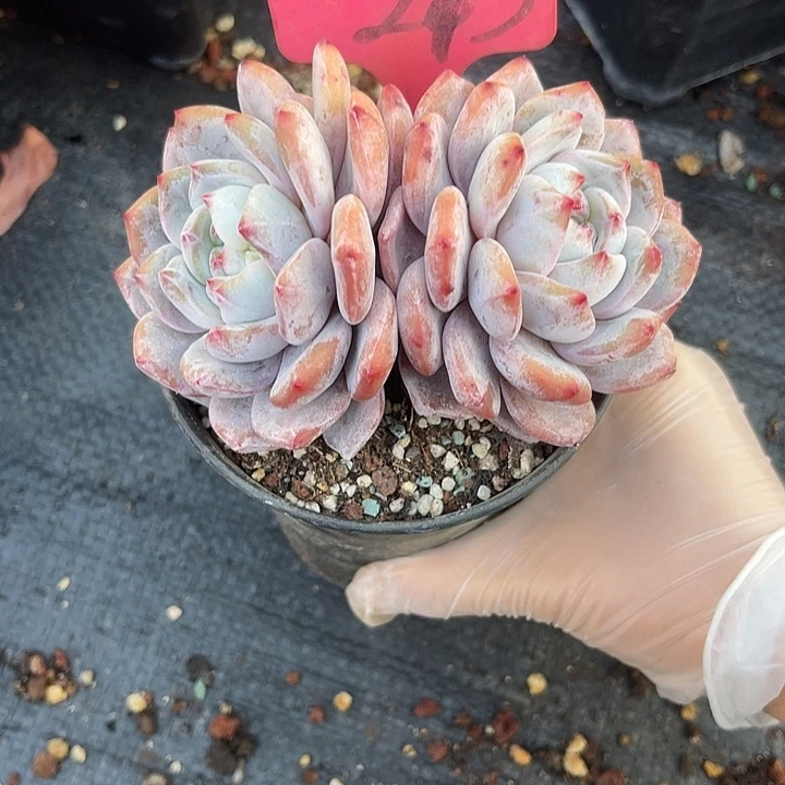 两单包邮，一物一拍213石榴