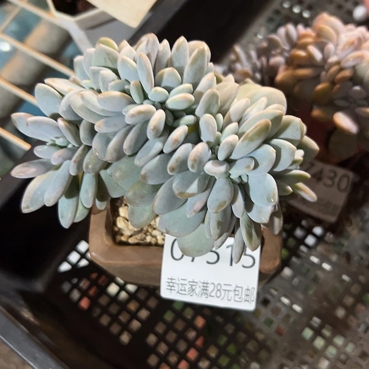 幸运的人会遇到你喜欢你