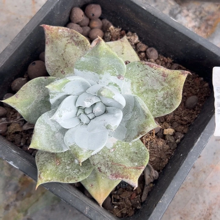 黑巴伦杂～一物一拍11884