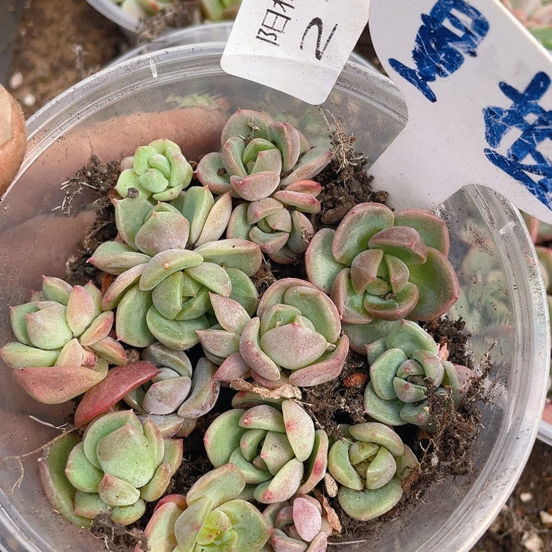 量拍多肉植物多肉植物210