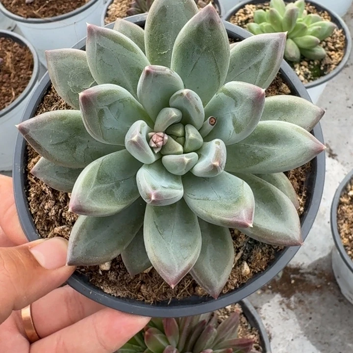 美人杂交 一物一拍