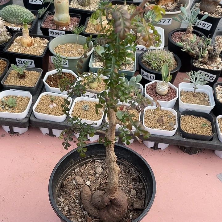 907列加漆树块根，