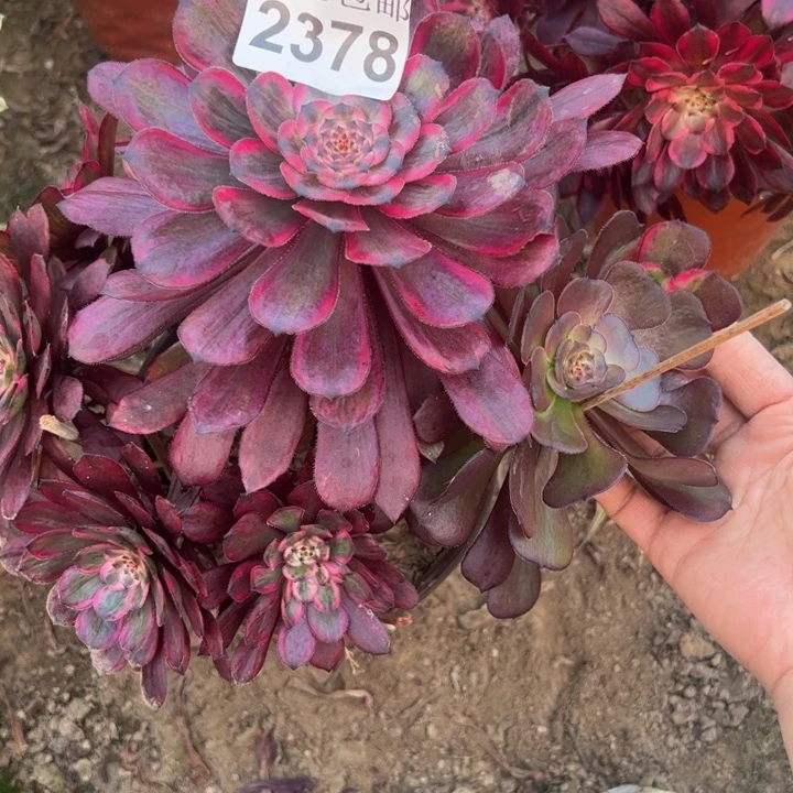 2378紫霞多肉植物
