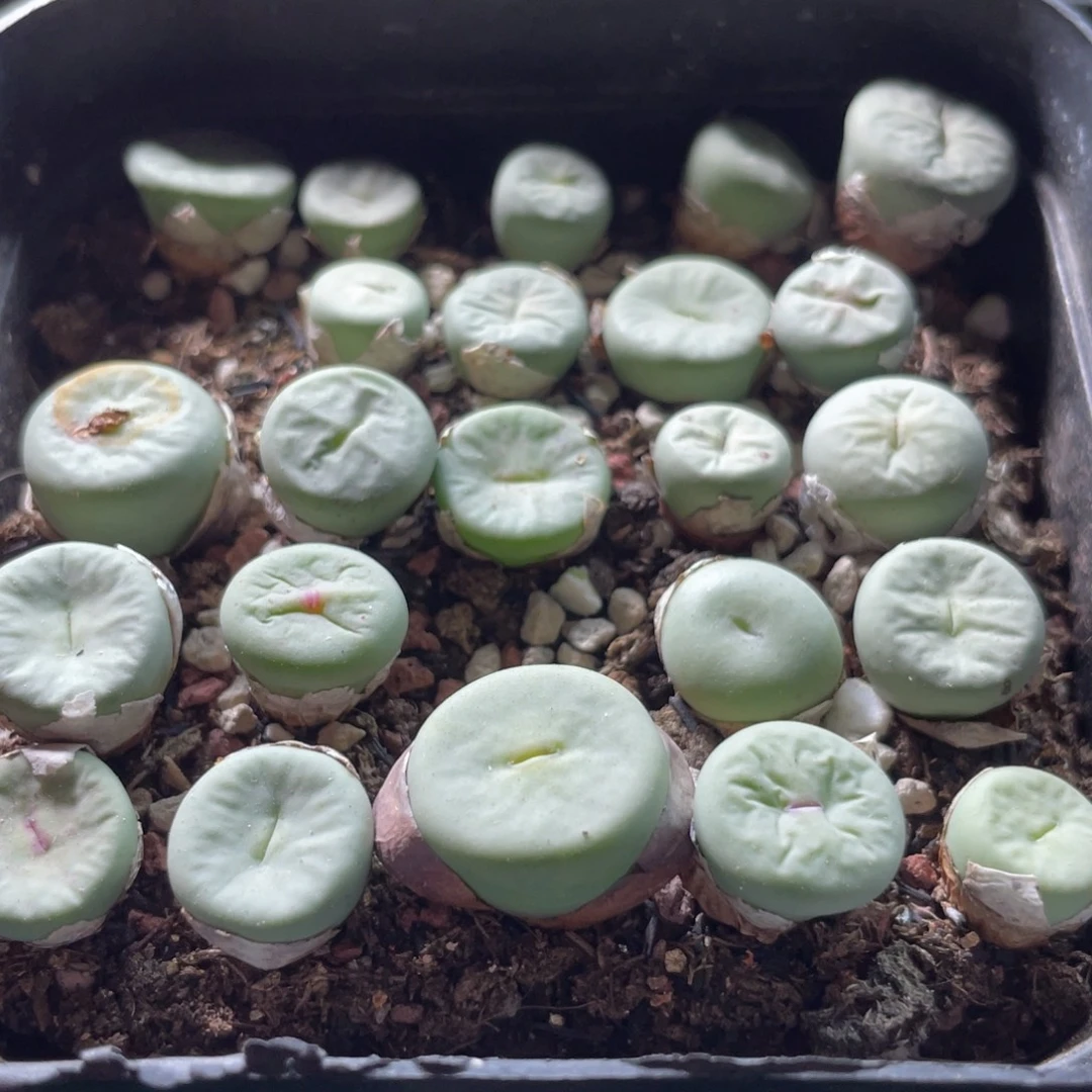 大盆特价一物一拍～10