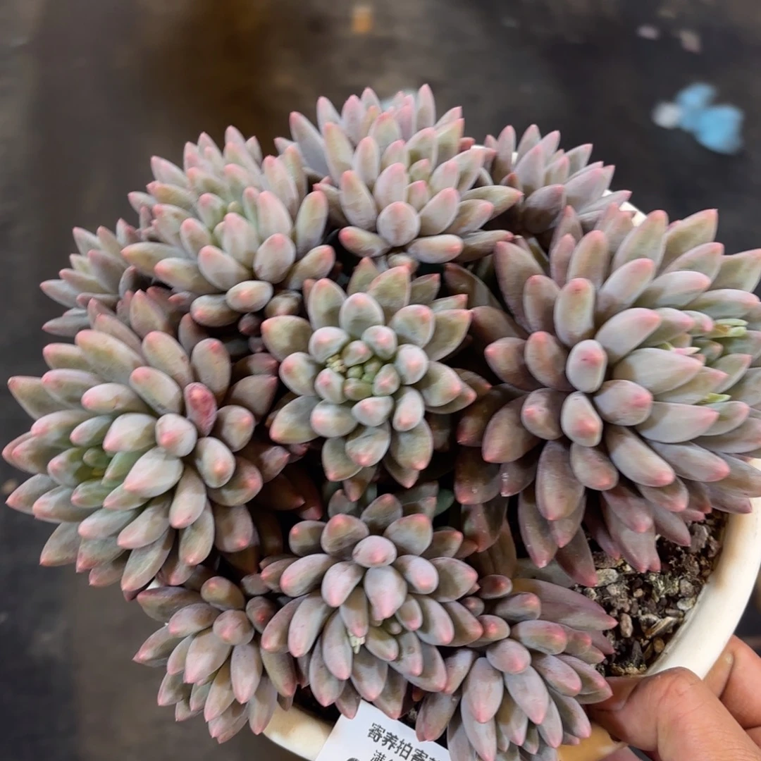 1010红蜻蜓多肉植物