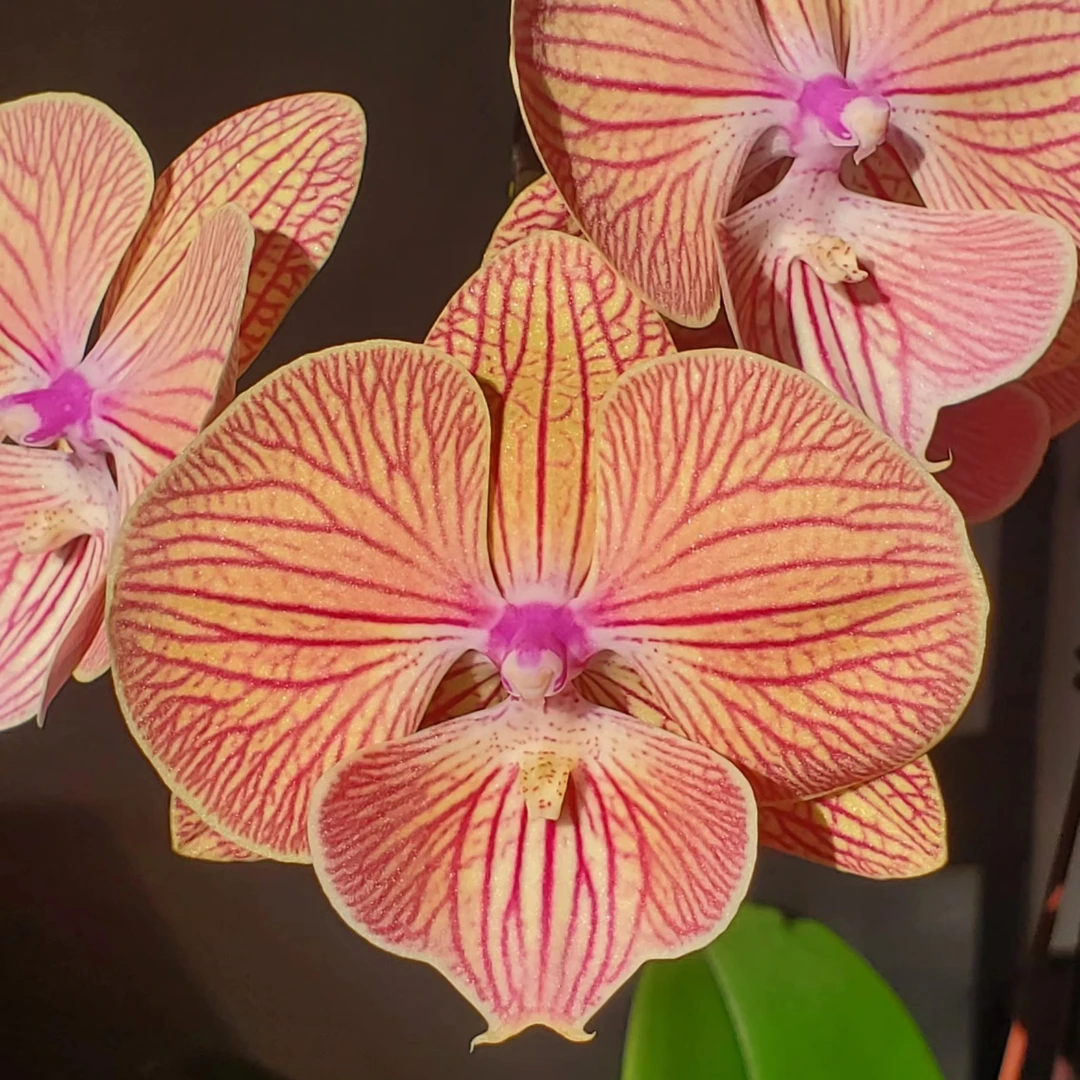 出剑【天王星】3.5寸加高杯蝴蝶兰 断剑不售后