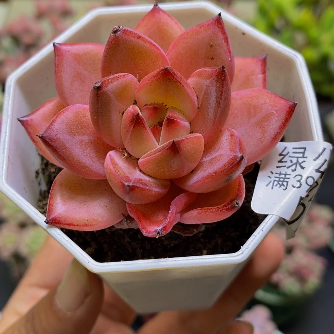 078比翼鸟4cm多肉