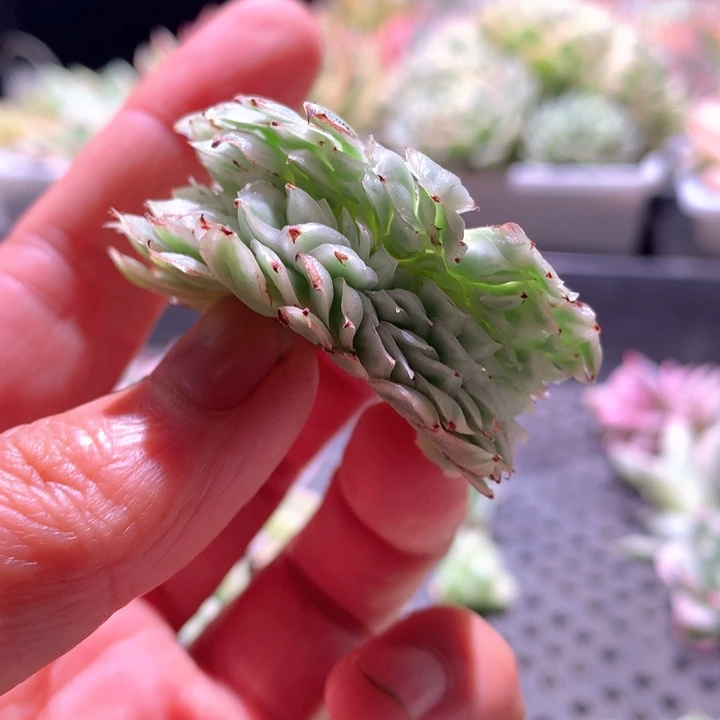 紫蝴蝶白覆轮锦缀化