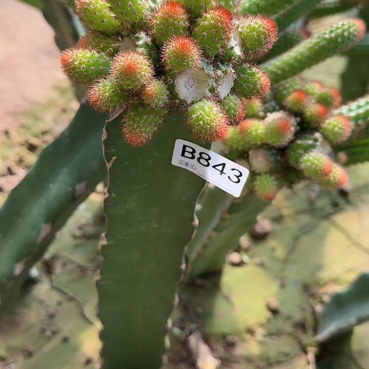 浮**梦嫁接橙花金妞843