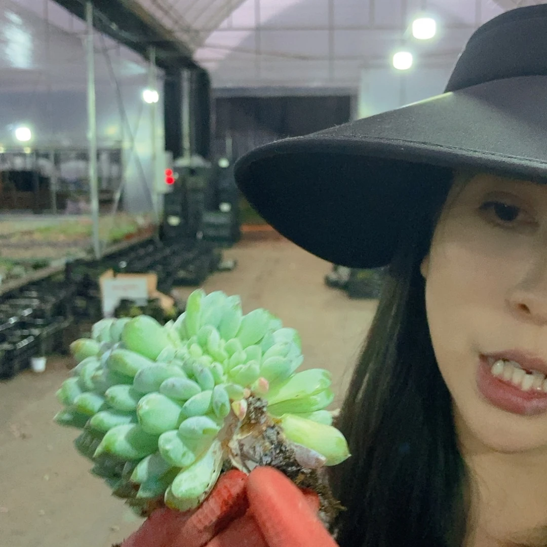 星影缀白盆福利有小瑕疵