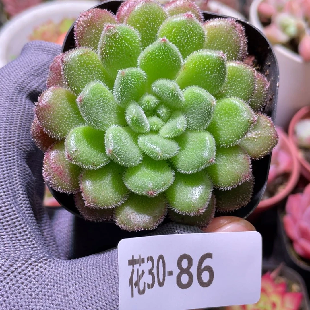 花利美30-86红毛丹