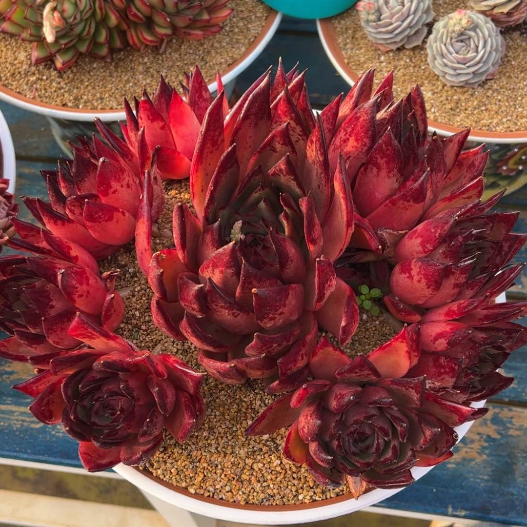 从前慢多肉精选编号0216.原始红毒