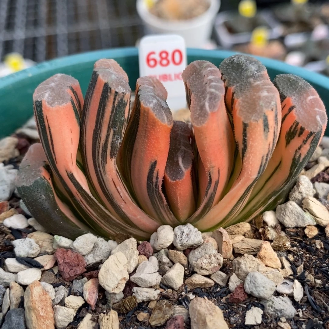680赤斑玉扇锦一物一拍