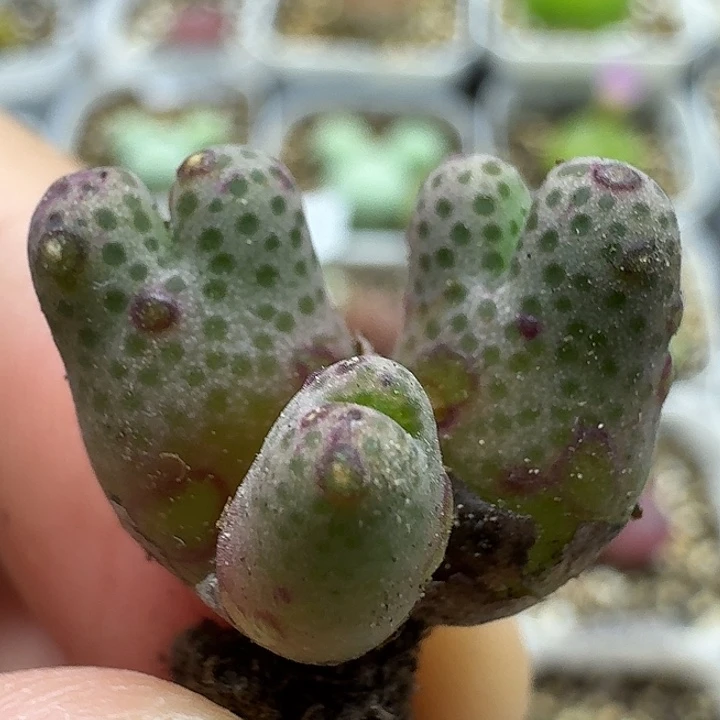 老马生石花斑马2720