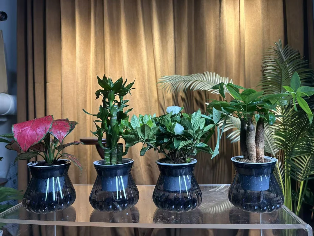 （新疆包邮）桌面绿植天花板水培四件套