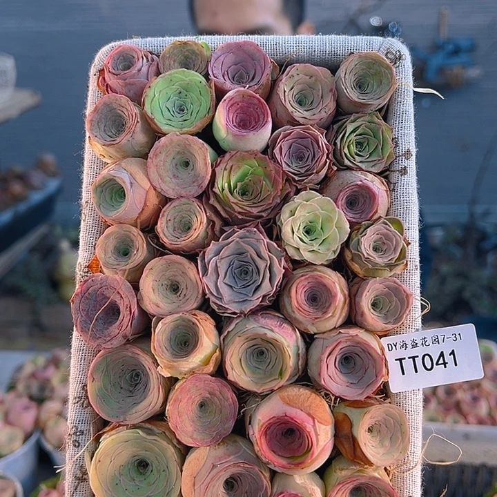 ****眼TT041。玫瑰混花篮。
