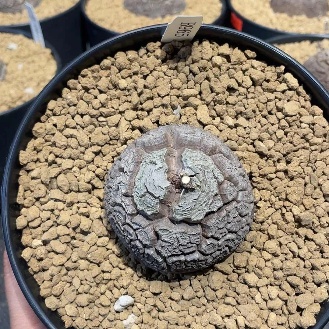 龟甲龙965号不退换