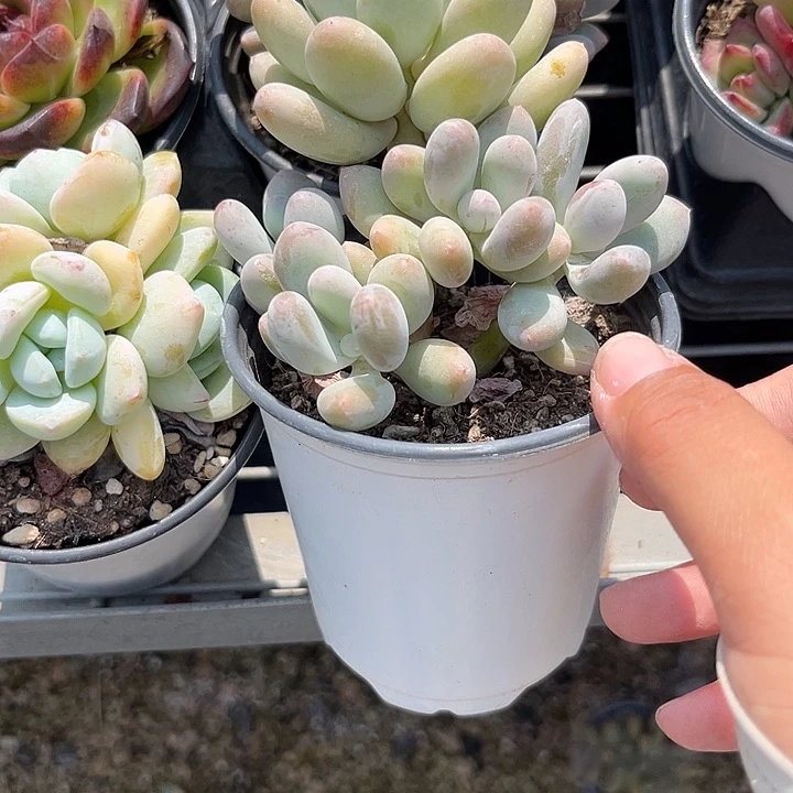 狐狸没人367899“kllp