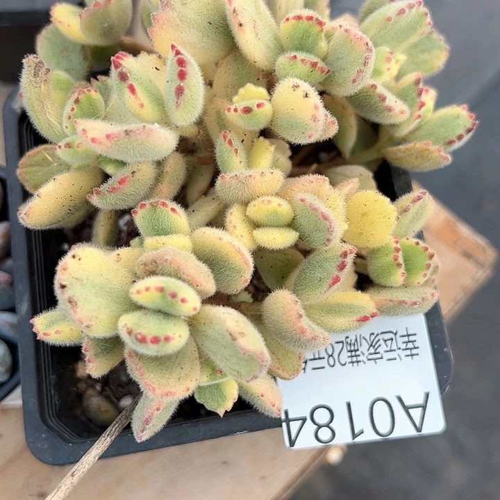 幸运的是我的朋友们一起