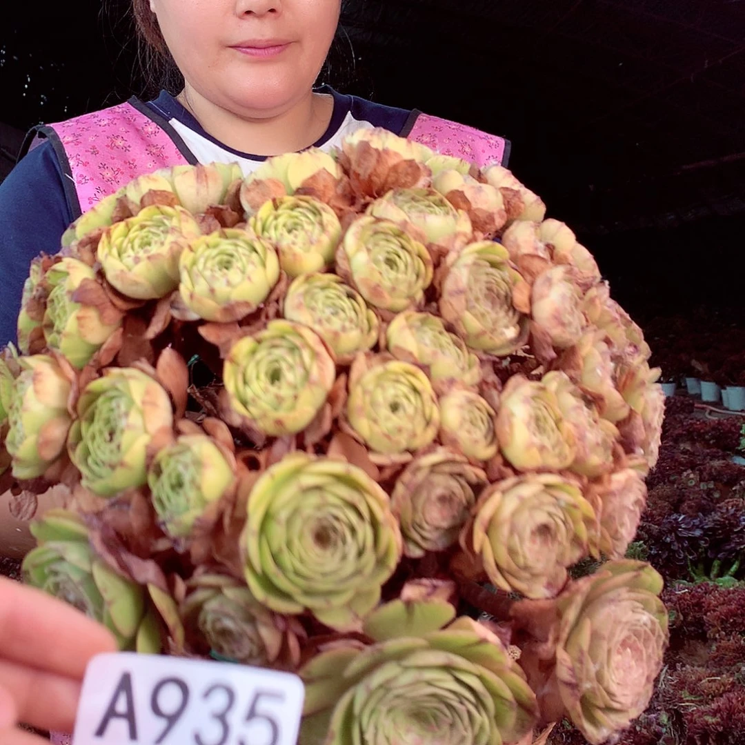 无花朵柒哥多肉法师不包侧断枝935